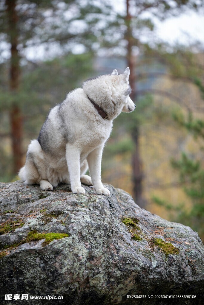 岩石上的哈士奇