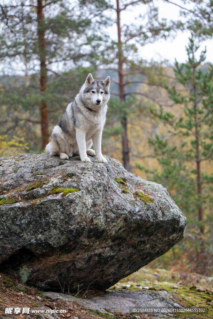 岩石上的帅气哈士奇