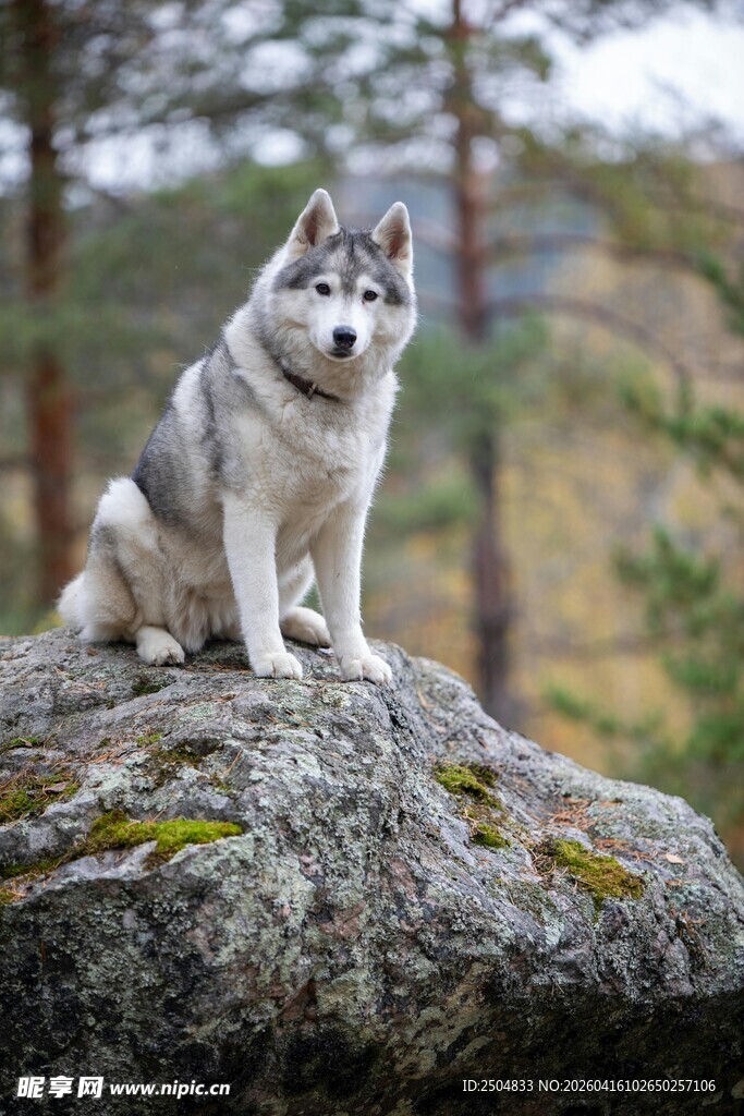 岩石上的帅气哈士奇