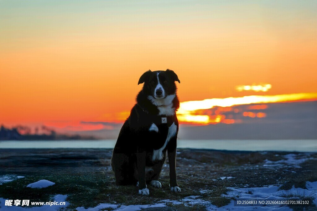 夕阳下独望的狗狗