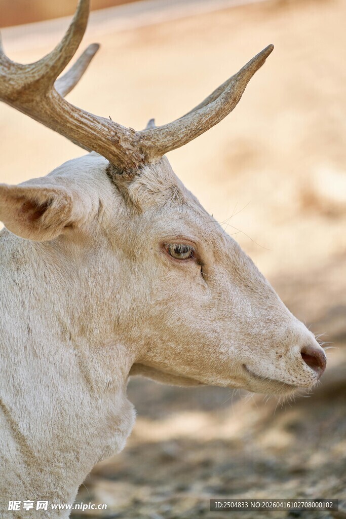 白色雄鹿特写