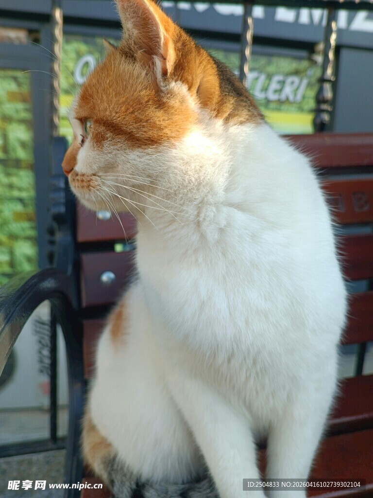 长椅上的白棕相间猫咪