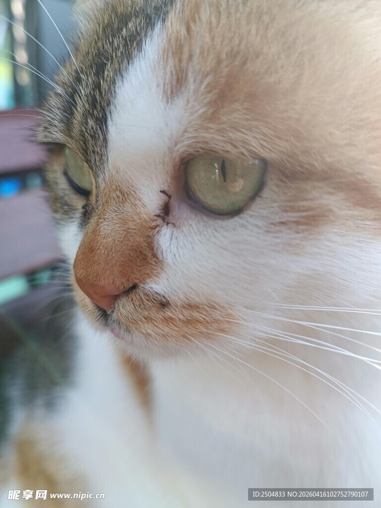 可爱猫咪特写