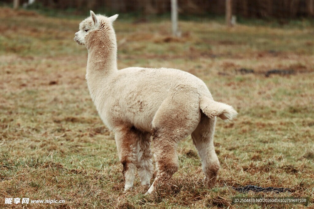 草地上的可爱羊驼