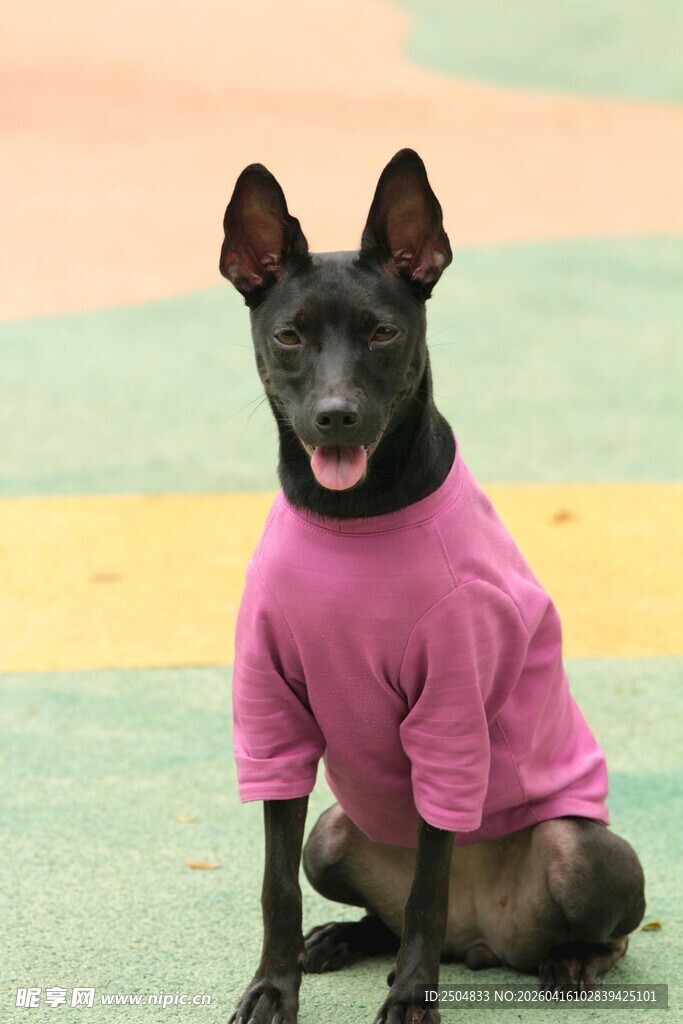 穿粉衣的可爱黑犬