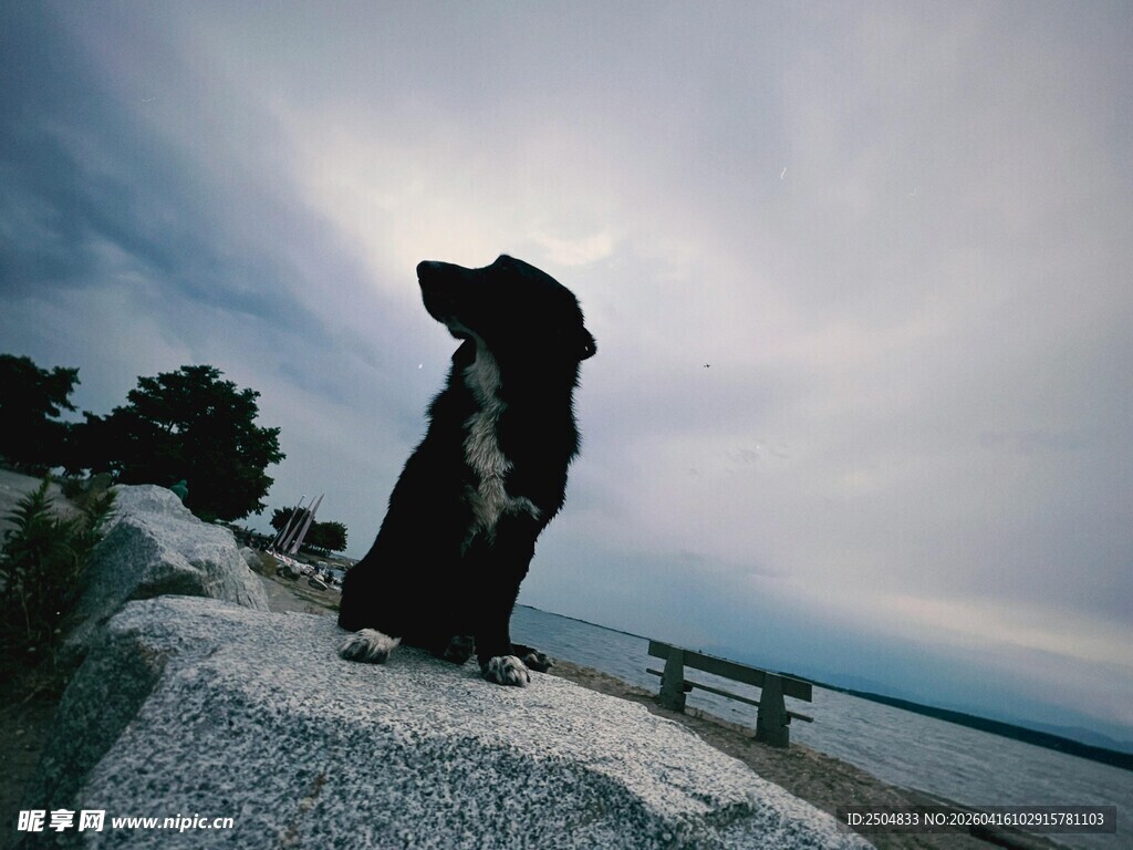 孤犬立于岸畔遥望远方