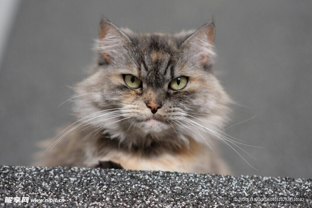 长毛猫咪趴在灰色表面