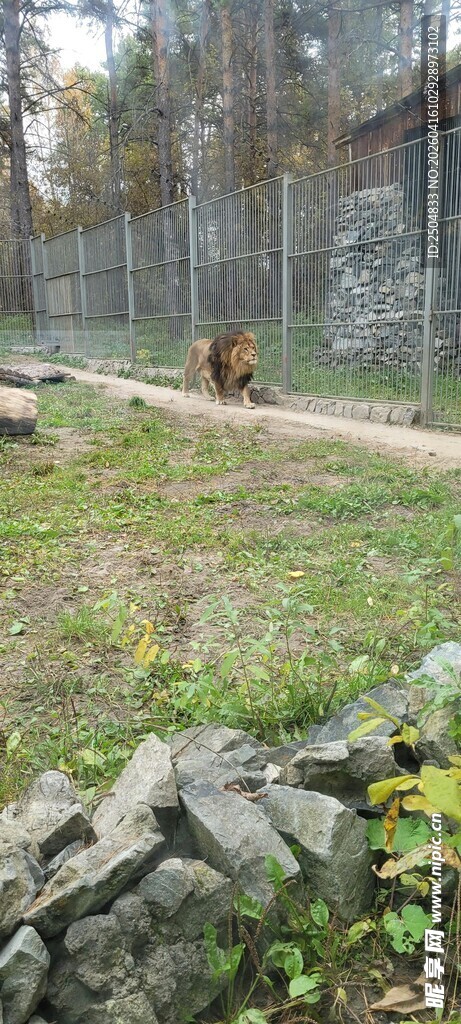围栏内的草地与石堆场景