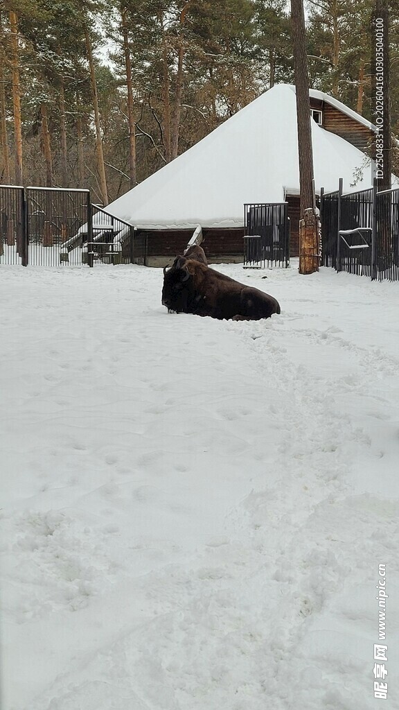 雪地中的黑色动物与帐篷