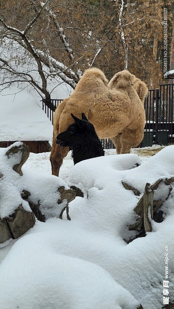 雪地上的骆驼与羊群