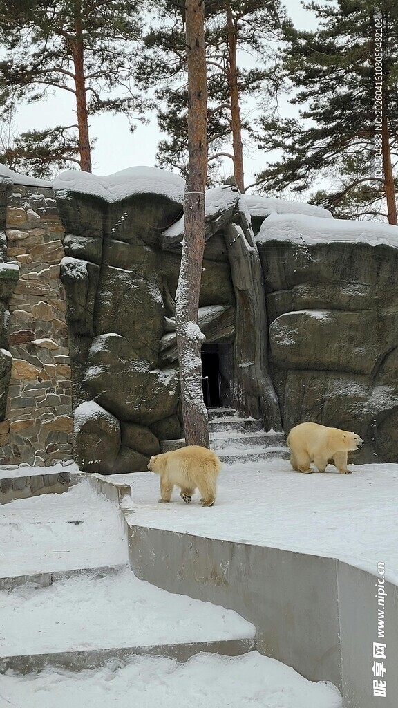 雪地中的北极熊