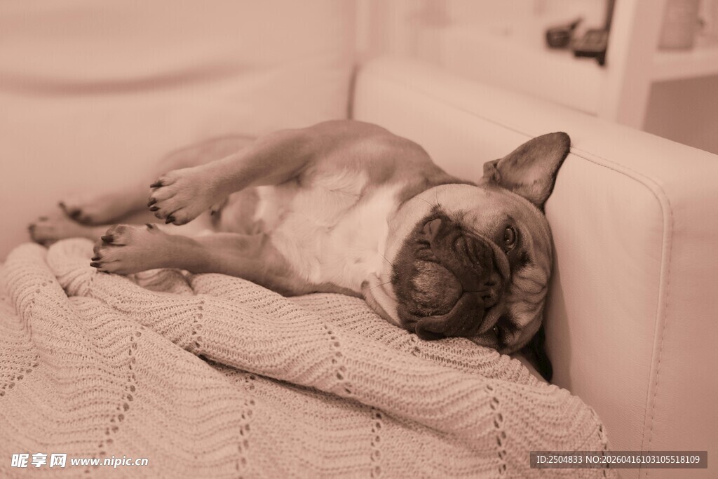 酣睡的法国斗牛犬