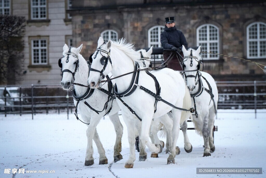 雪地中帅气的白马骑士
