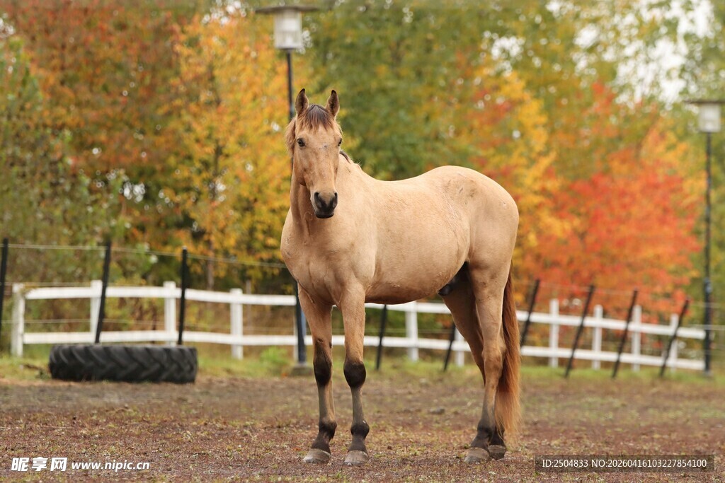 秋日马场中的俊美马匹