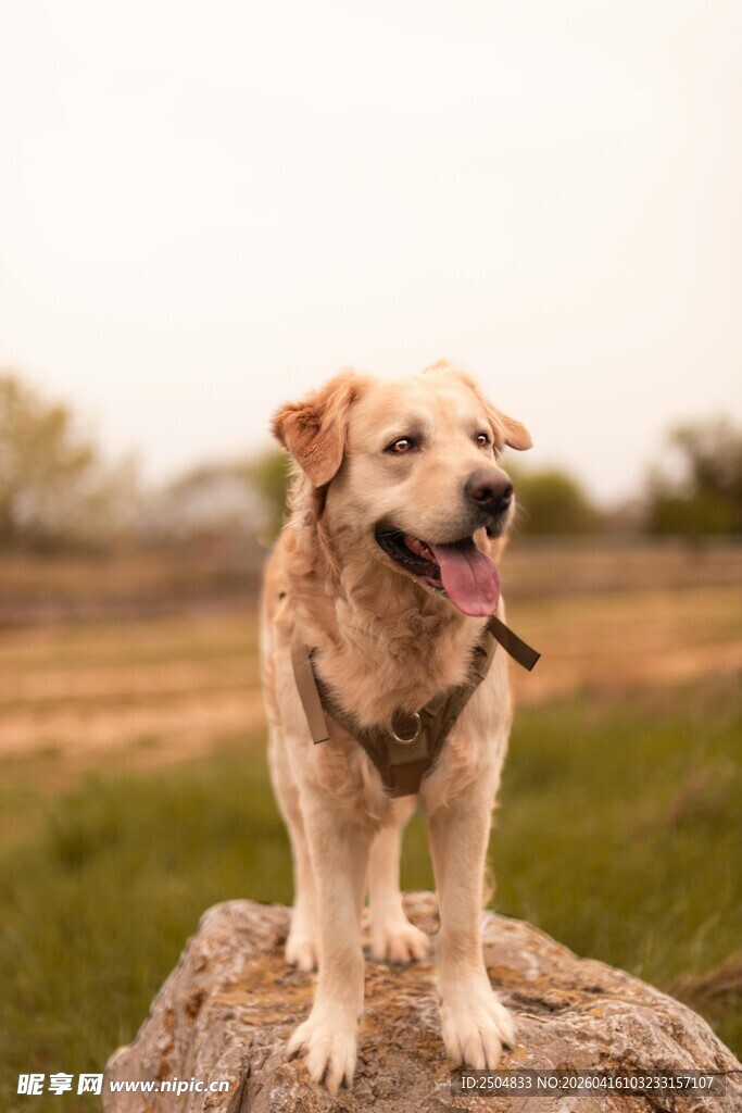 站在岩石上的可爱金毛犬