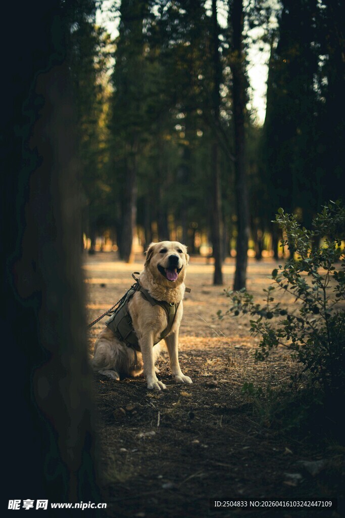 林间独坐的帅气大狗