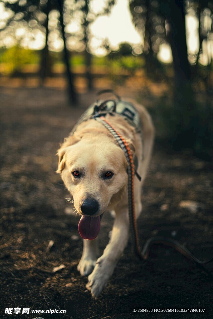 林间漫步的可爱金毛犬