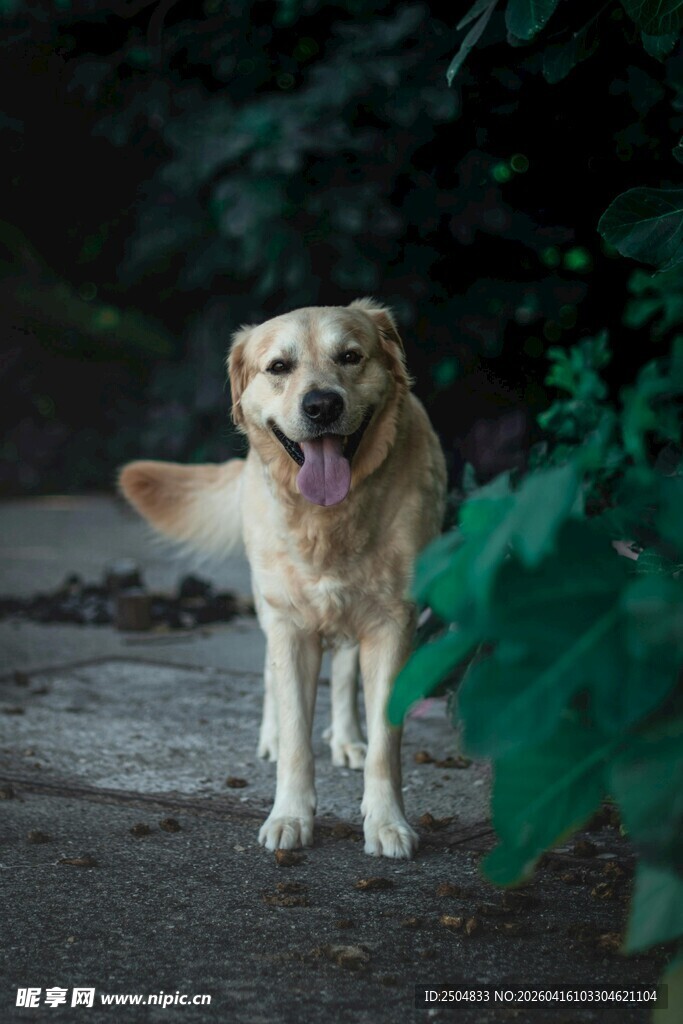 户外行走的金毛犬