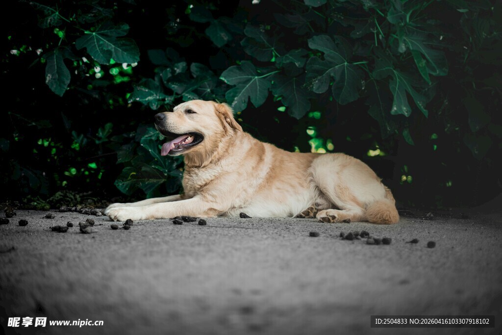 趴卧的黄色 布拉多犬