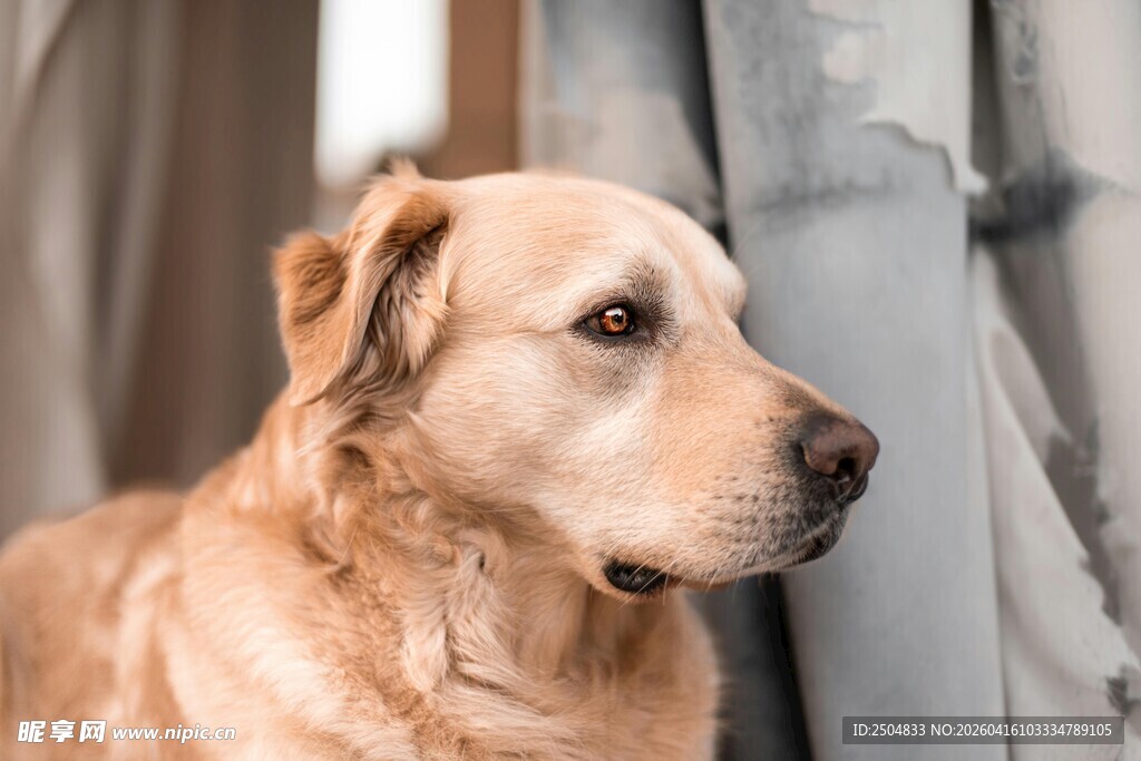 温顺金毛犬侧头凝望
