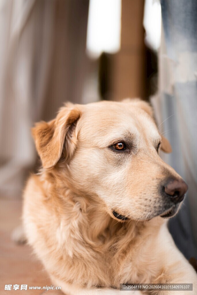 趴卧的棕色 布拉多犬