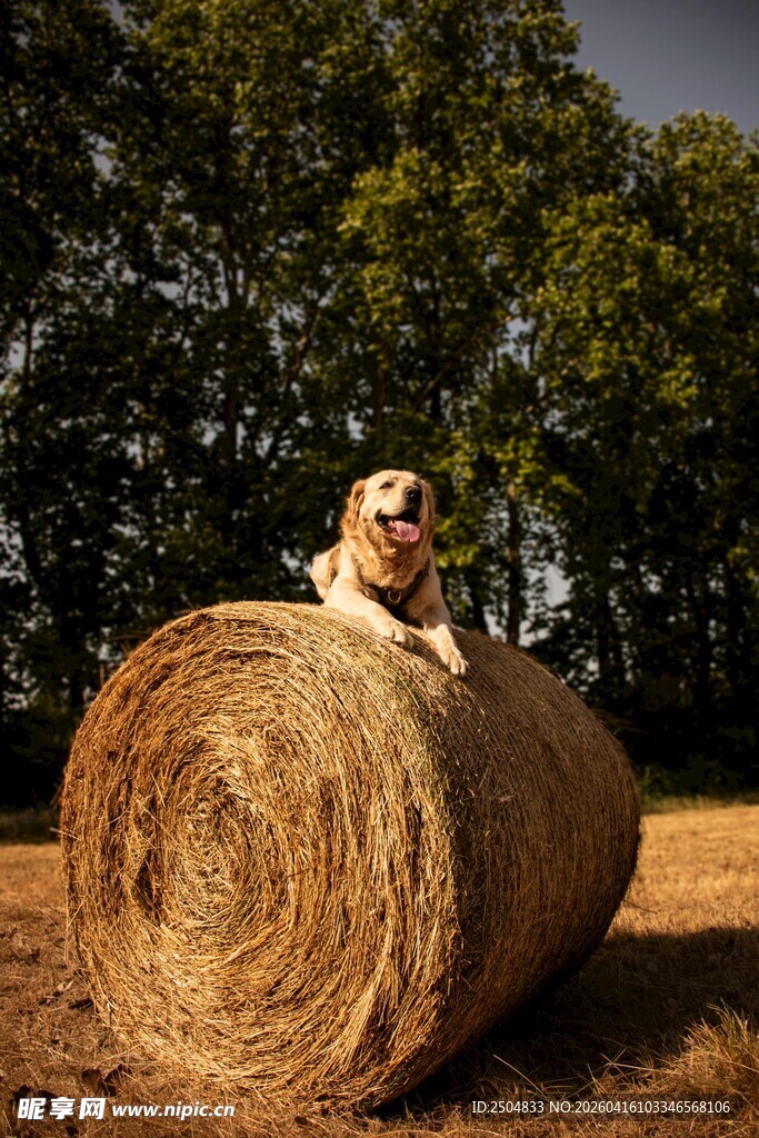 田野中狗狗趴在干草卷上