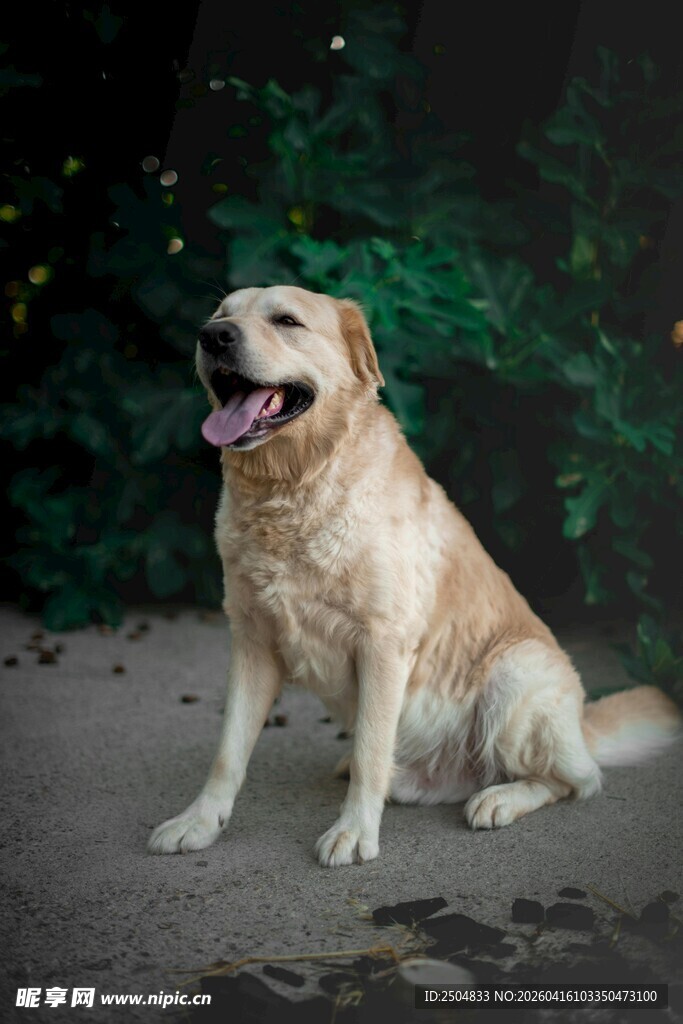 可爱 布拉多犬户外坐姿