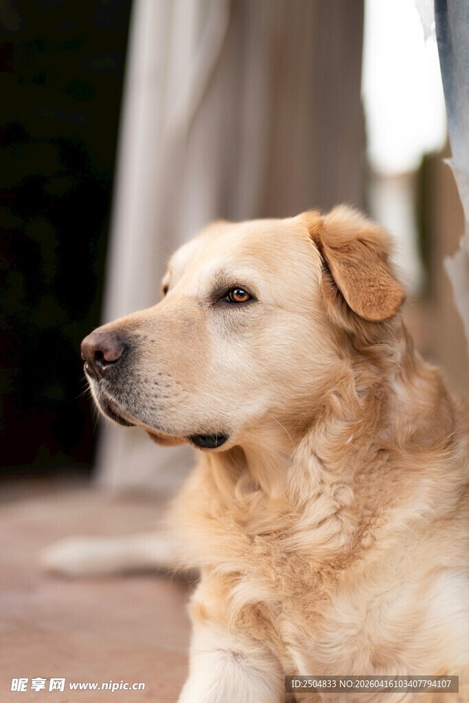 温顺金毛犬安静侧躺