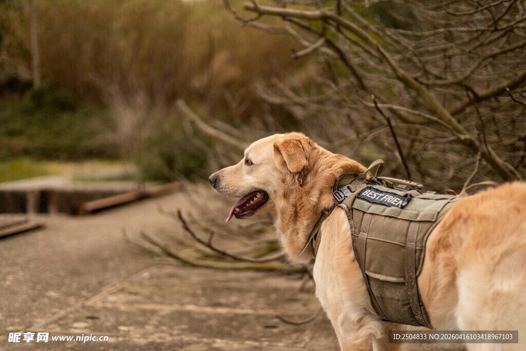 户外戴装备的金毛犬