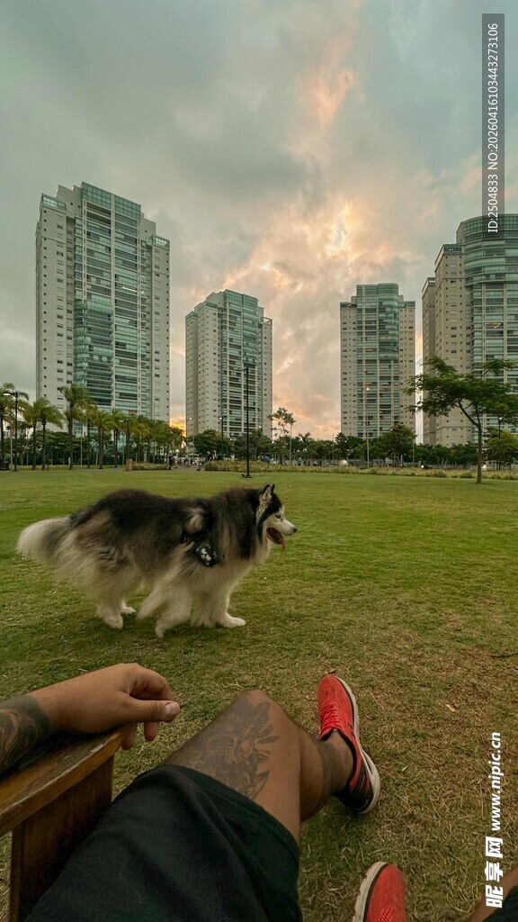 户外草地遛哈士奇场景