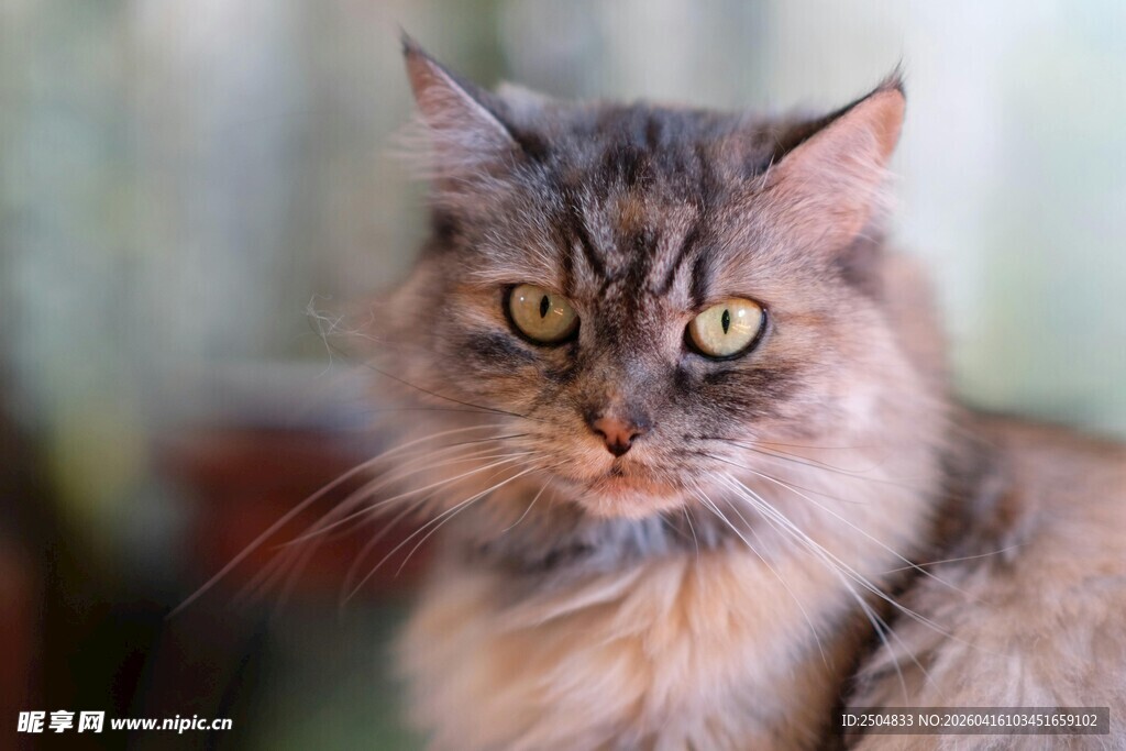 长毛猫咪的专注瞬间