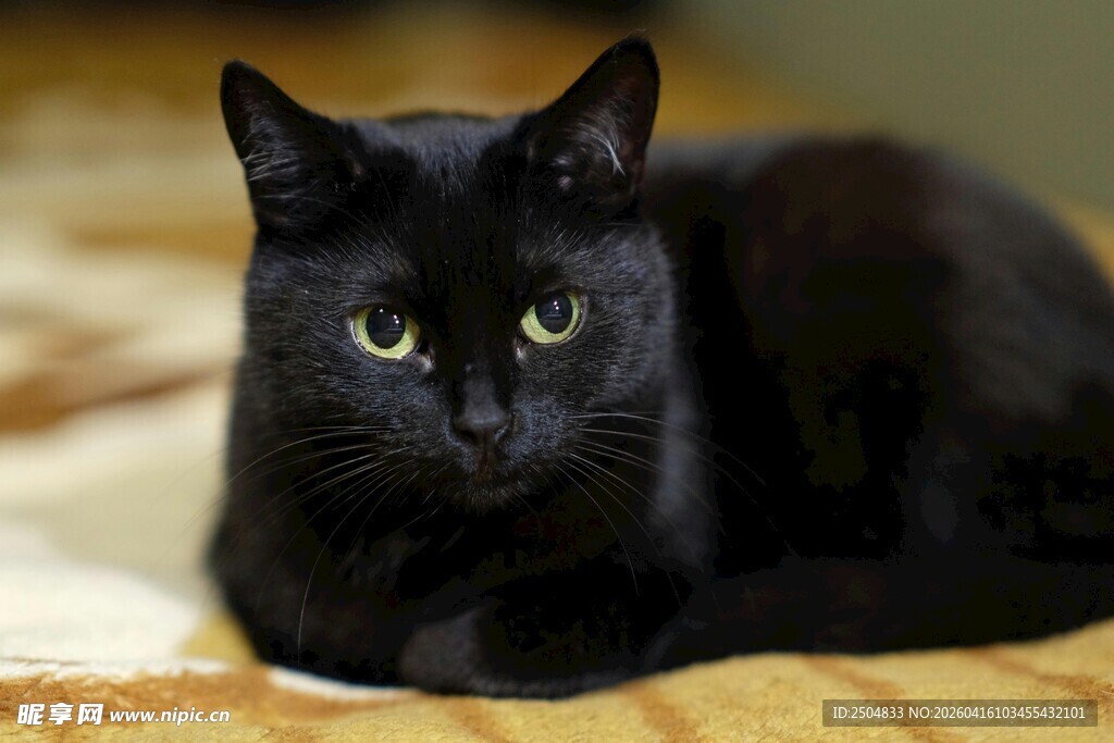 黑猫静卧木地板上