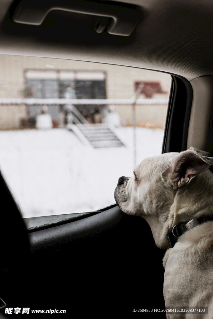 车内狗狗望向窗外雪景