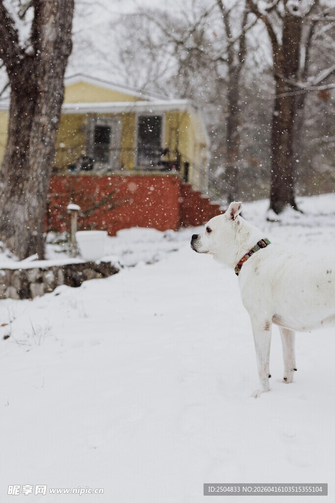 雪地中站立的白狗与小屋