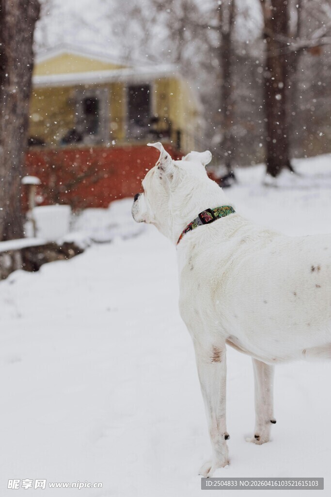 雪地中的白狗