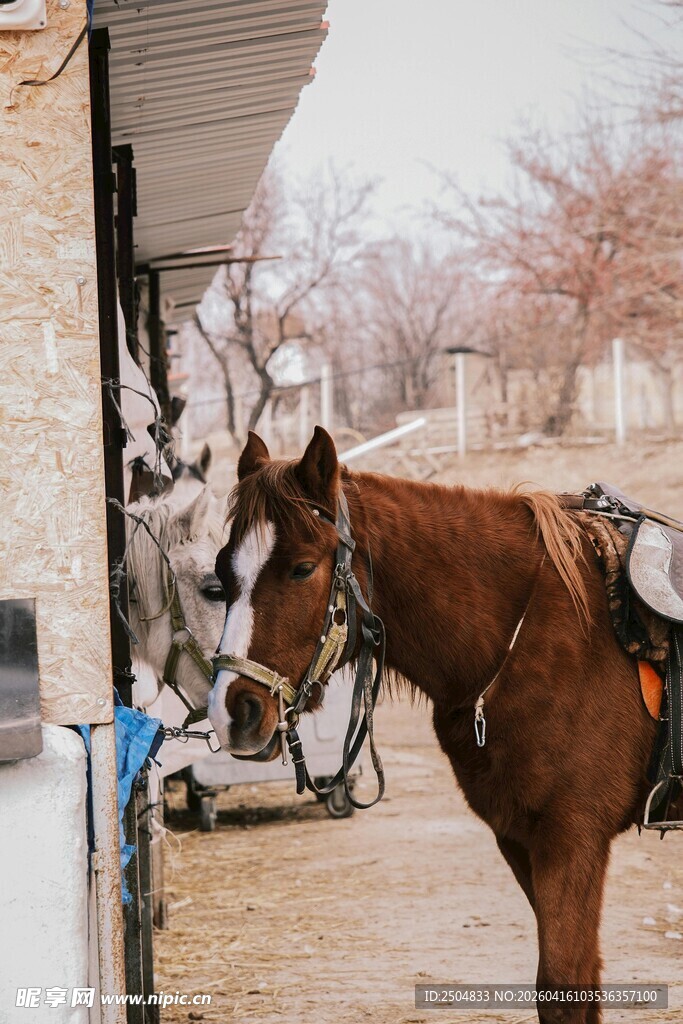 马厩旁的两匹马