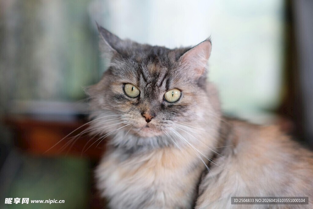 可爱长毛猫的凝视瞬间