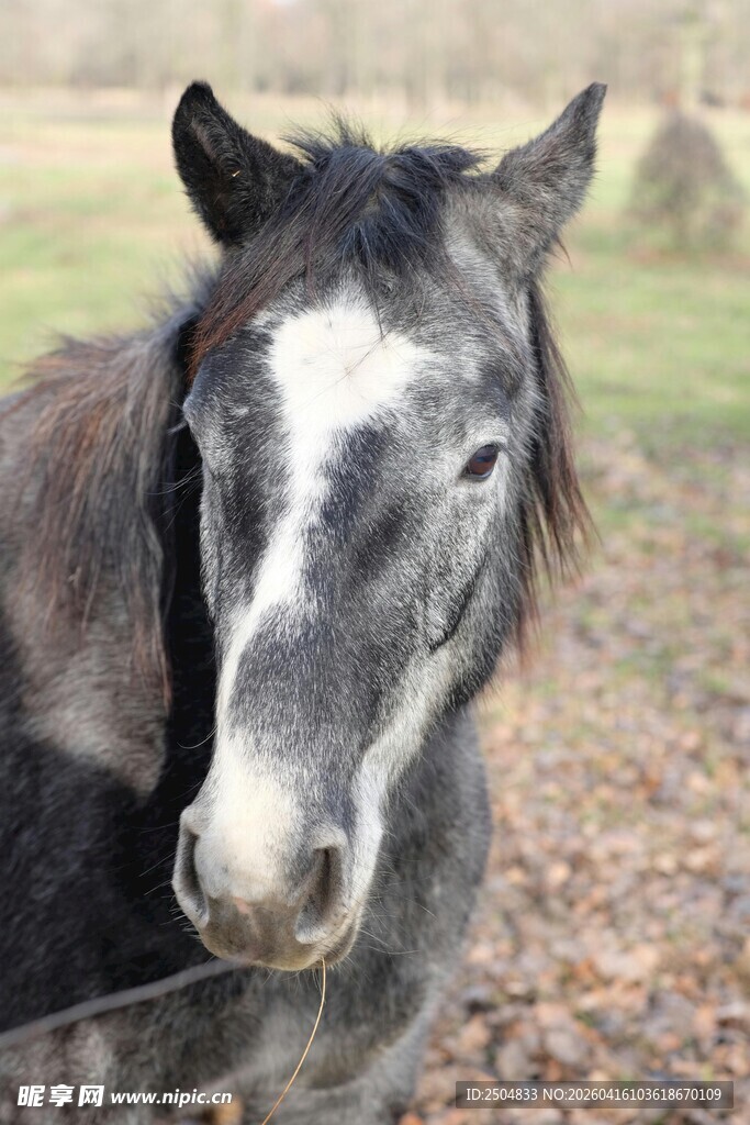 灰白骏马于户外特写