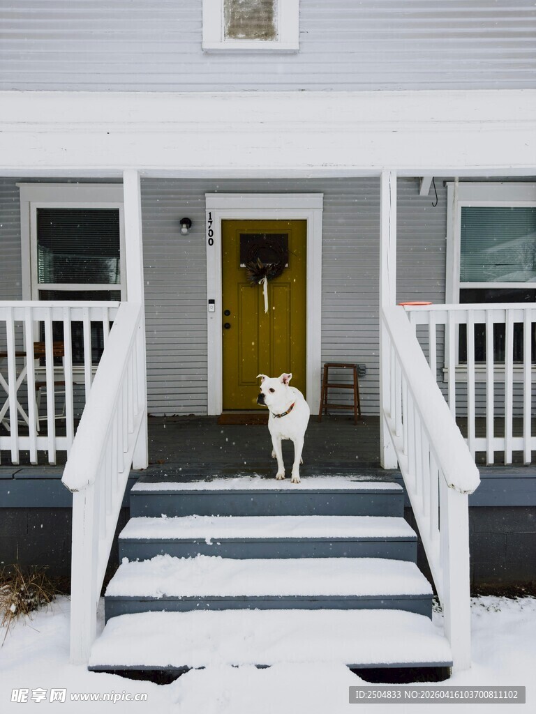 雪中小狗立于门前台阶