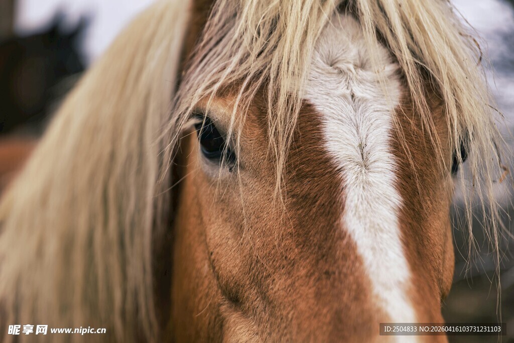 棕白相间马的特写