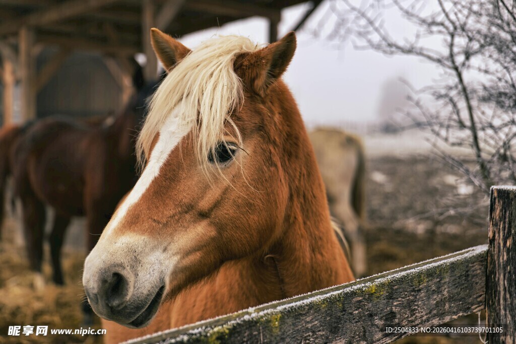 围栏边的棕马