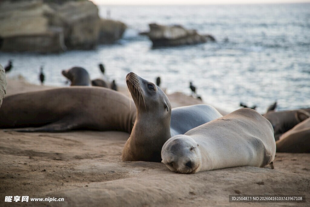 海滩上休憩的可爱海豹
