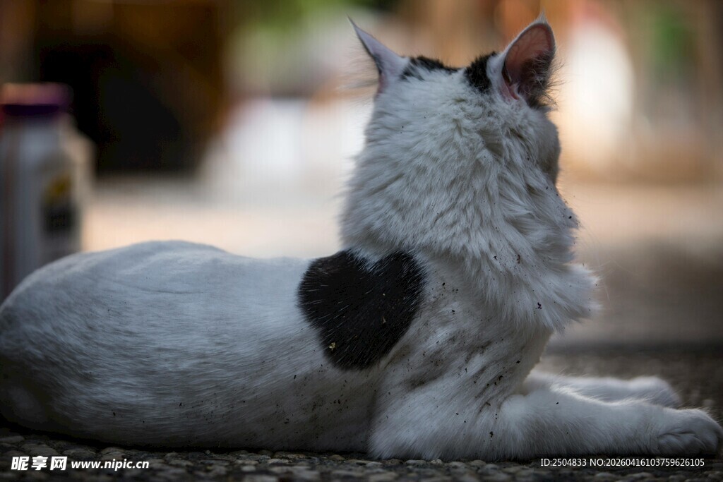 背部有心形图案的猫咪