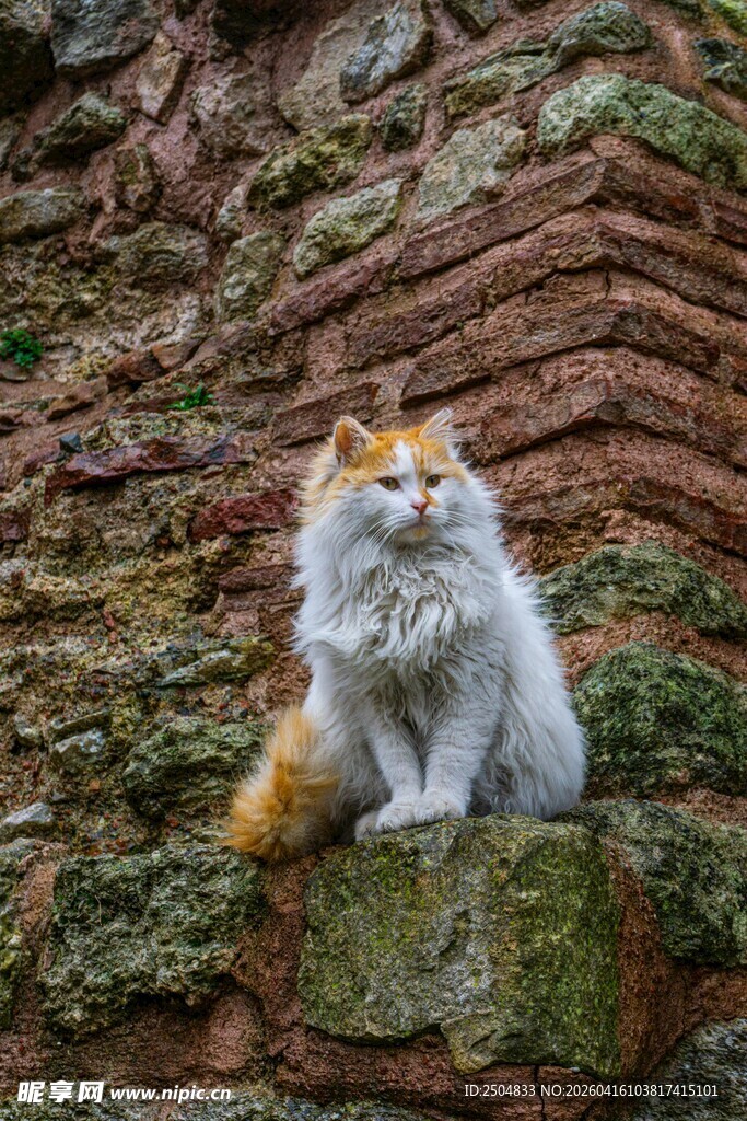 石上双猫 古朴背 添韵味