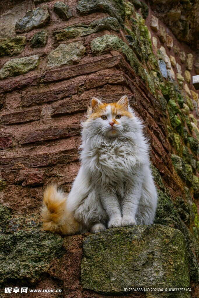 石墙边的长毛猫咪