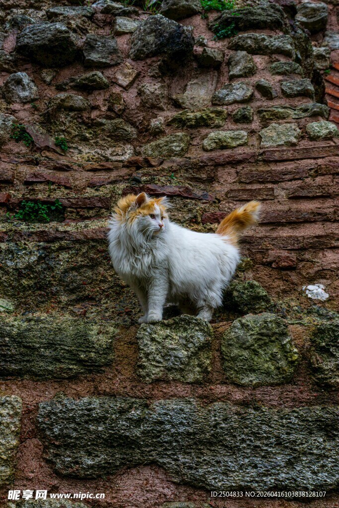 石墙边的可爱猫咪