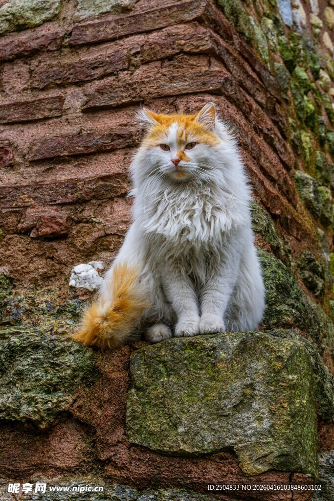 石墙上的长毛花色猫咪