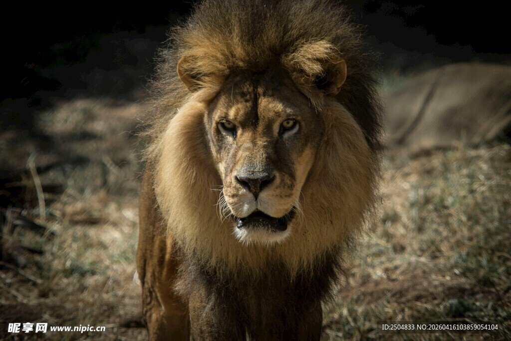威严雄狮 尽显王者风范