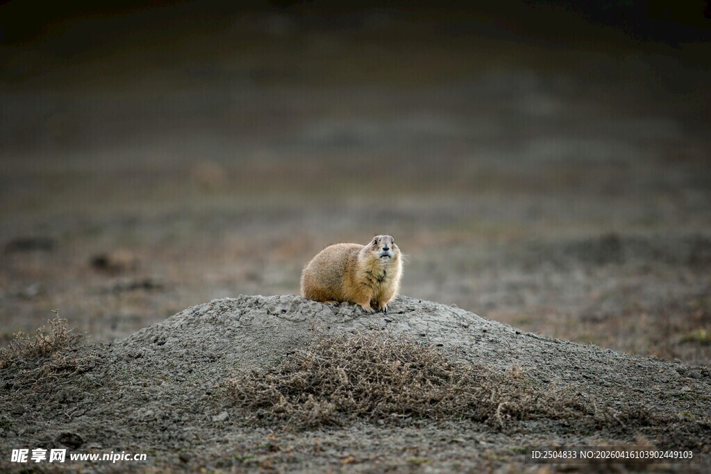 草原上的可爱土拨鼠
