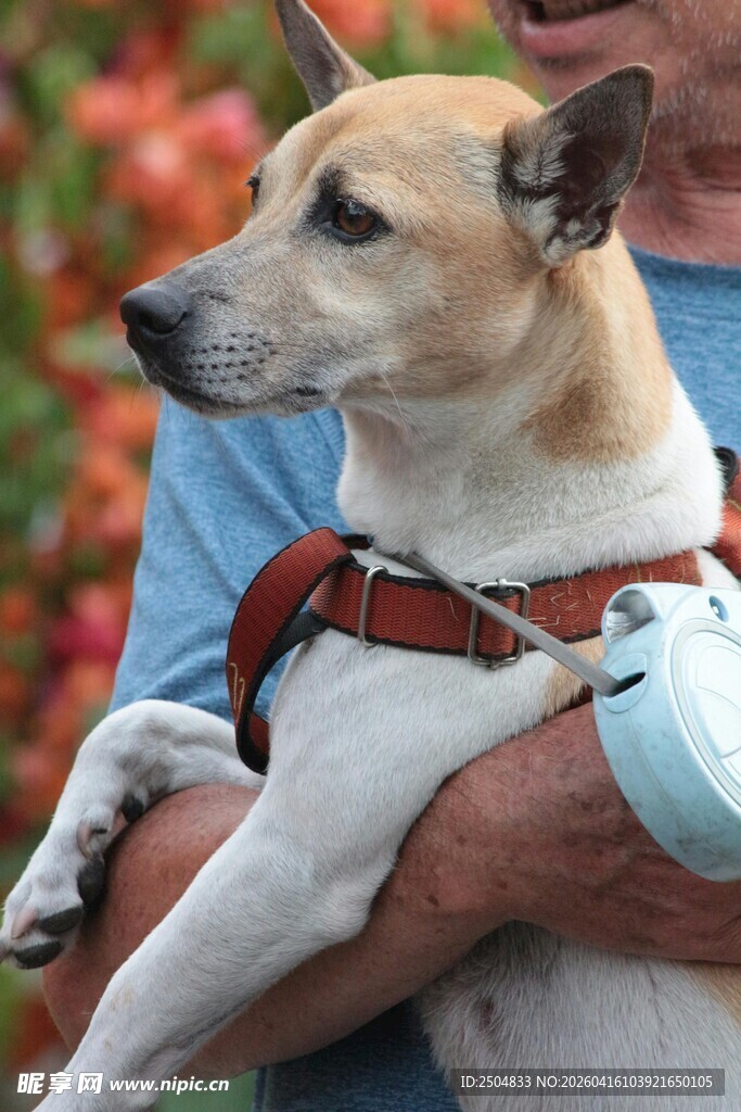 被人抱在怀中的可爱小狗